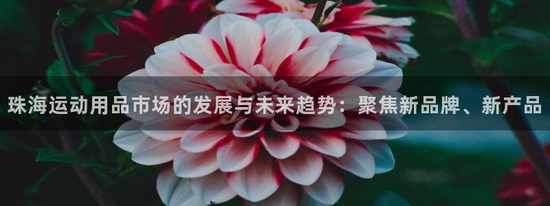 熊猫体育娱乐代理怎么样